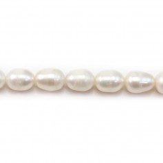 Perle coltivate d'acqua dolce, bianche, oliva, 9-10 mm x 36 cm