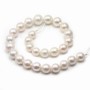 Freshwater pearl, in white color, in round shape, and in size of 13-15mm x 40cm