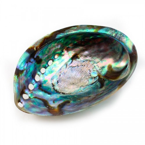 Concha de madrepérola abalone