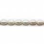 White freshwater pearl oval 11-12x14-16mm x 40cm