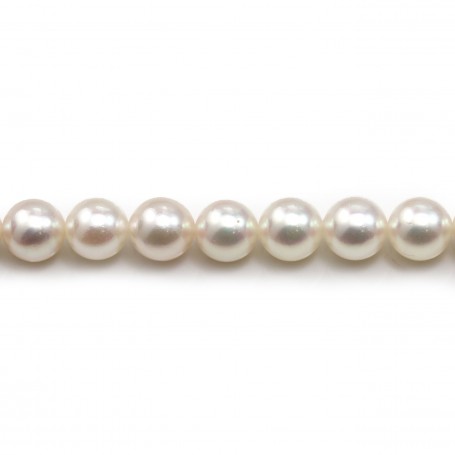 Perles culture AKOYA japonais rond 7-7.5mm x 40cm