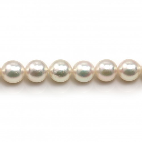 Perlas cultivadas japonesas AKOYA, redondas, 8-8.5mm x 40cm AA