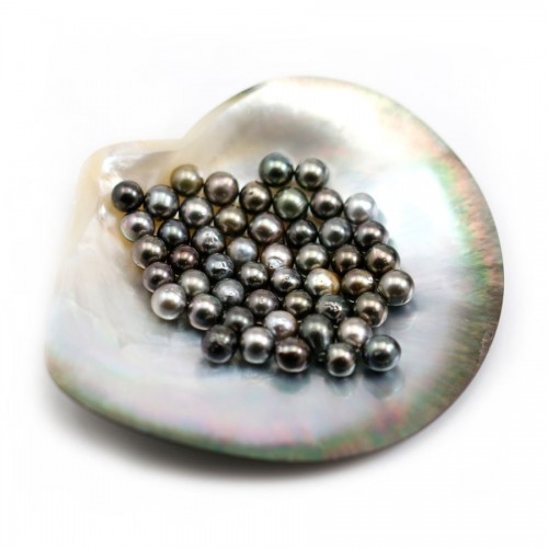 Perla coltivata di Tahiti, rotonda, 7 mm x 50 pezzi