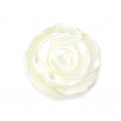 Weißes Perlmutt in Rose halb durchbohrt 15mm x 1St