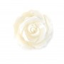 Nacre blanche en rose semi-percée 20mm x 1pc