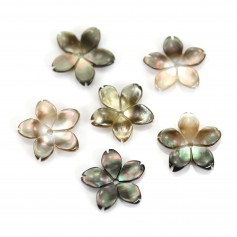 Grey mother of pearl flower with 5 petals 12mm x 1pc