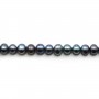 Perles de culture d'eau douce, bleue foncée, ovale, 5.5-6mm x 40cm