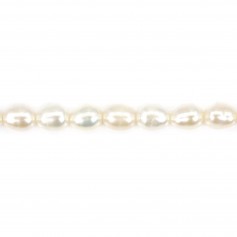 Freshwater cultured pearl, white, olive, 4.5-5mm x 36cm