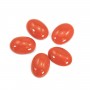 Cabochon Corail rouge Naturel ovale 10x14mm x 1pc