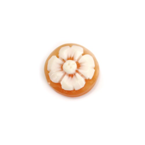 Cabochon Cameo Conch carnelian round flower 10mm x 1pc